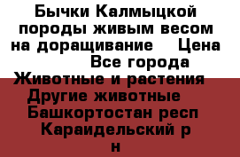 Бычки Калмыцкой породы живым весом на доращивание. › Цена ­ 135 - Все города Животные и растения » Другие животные   . Башкортостан респ.,Караидельский р-н